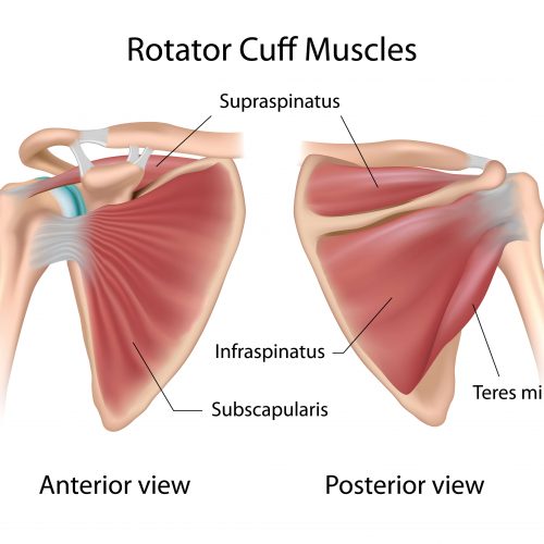 Rotator Cuff Injury | Camberwell | Melbourne | Physiotherapy